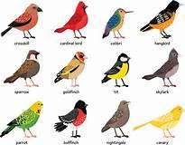 A list of bird types, that are probably migratory.